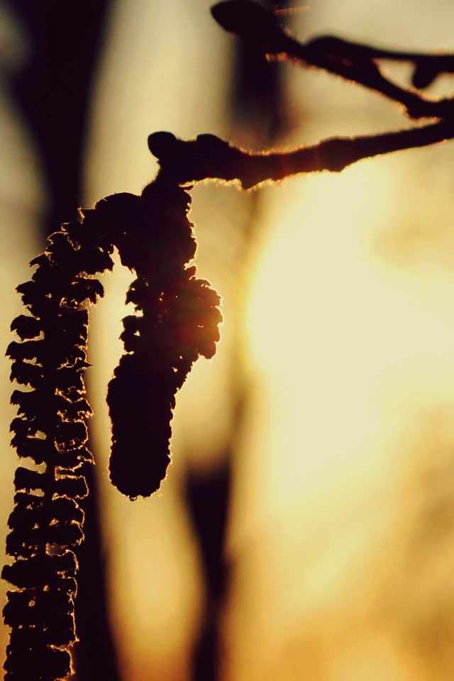 640x960 Blurred Background Hazelnuts Plants  - blurred iPhone 4s Wallpaper