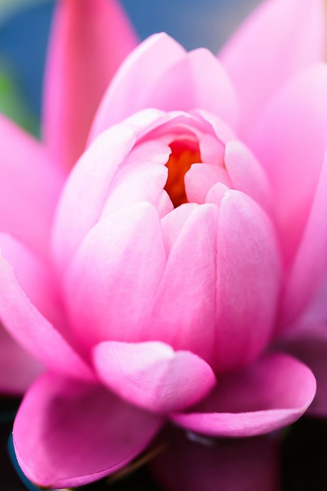 640x960 Cute Pink Water Lily - cute iPhone 4s Wallpaper