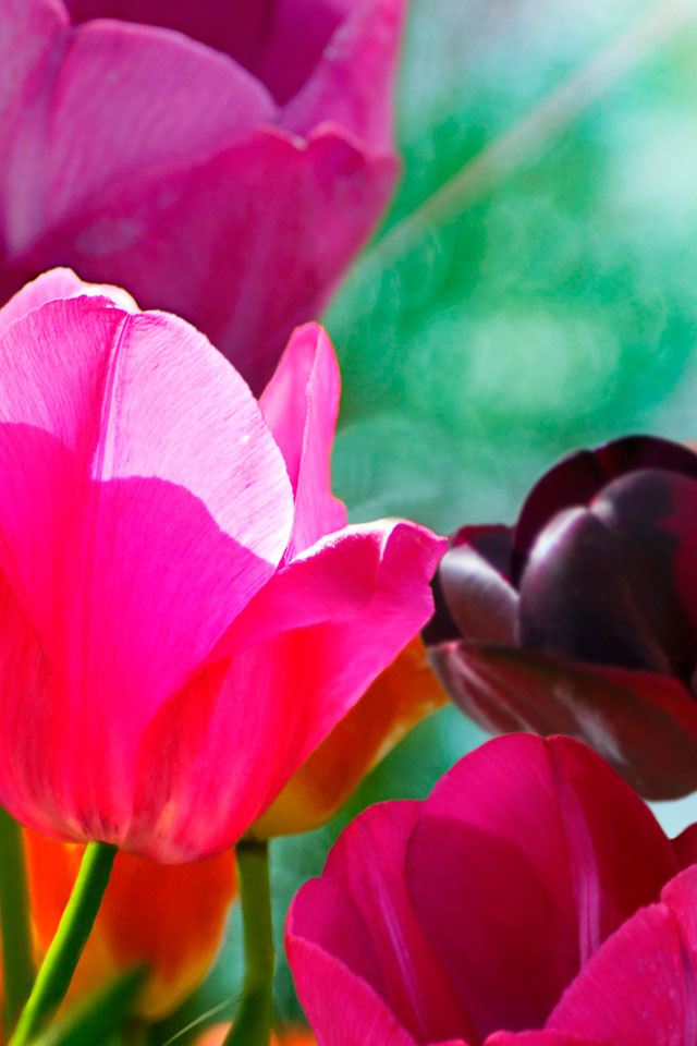 640x960 Cyclamen - background iPhone 4s Wallpaper