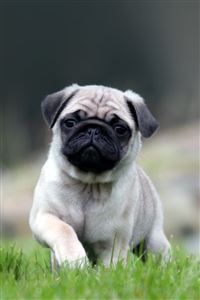 Cute Pug Running On Grass wallpaper
