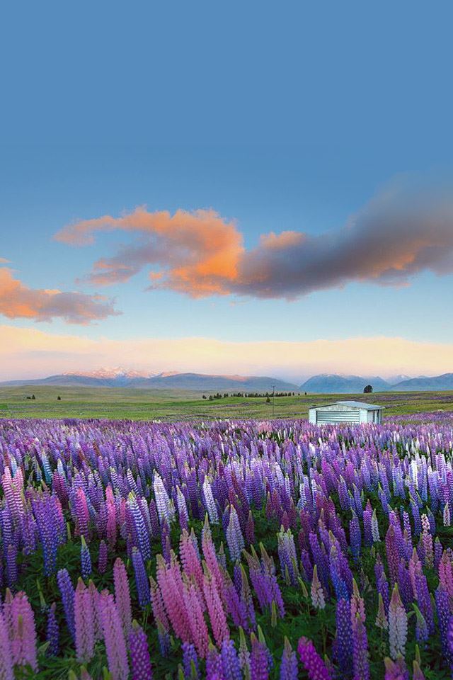 640x960 Purple Flower Field - farm iPhone 4s Wallpaper