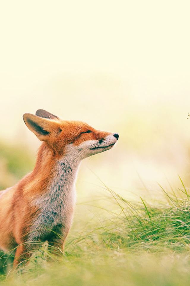 640x960 Fox Feeling Summer - animal iPhone 4s Wallpaper
