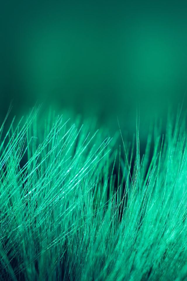 640x960 Beautiful Leaf - macro iPhone 4s Wallpaper