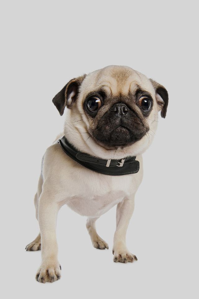 640x960 Cute Pug Dog - pet iPhone 4s Wallpaper