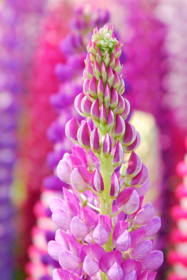 640x960 Flower of hyacinth Dolichos - bokeh iPhone 4s Wallpaper