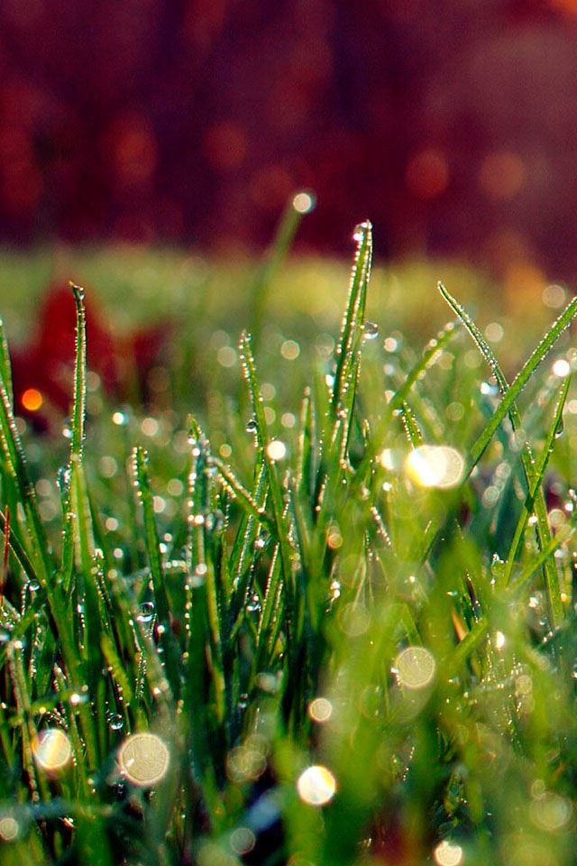 640x960 Dew - green iPhone 4s Wallpaper