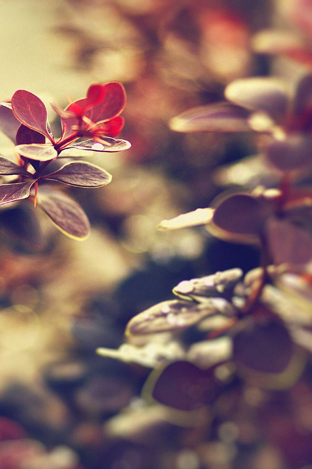 640x960 Fairy Leaf - brown iPhone 4s Wallpaper