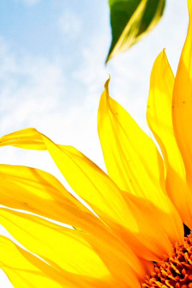 640x960 Sunflower Corner  - sunflower iPhone 4s Wallpaper