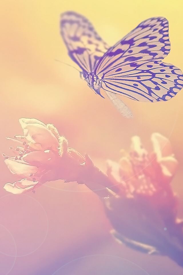 Fairy Butterfly On Flower iPhone 4s wallpaper 