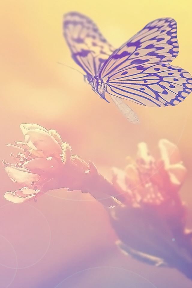 640x960 Fairy Butterfly On Flower - fairy iPhone 4s Wallpaper