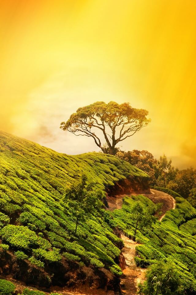 640x960 Wonder Tree On Mountain - tree iPhone 4s Wallpaper