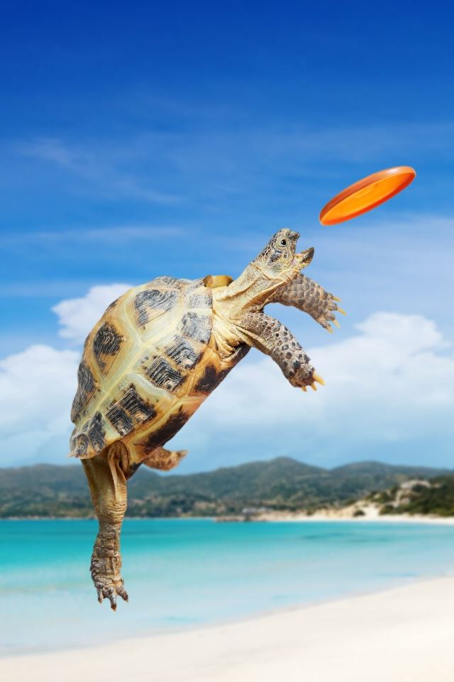 640x960 Tortoise Frisbee - pet iPhone 4s Wallpaper