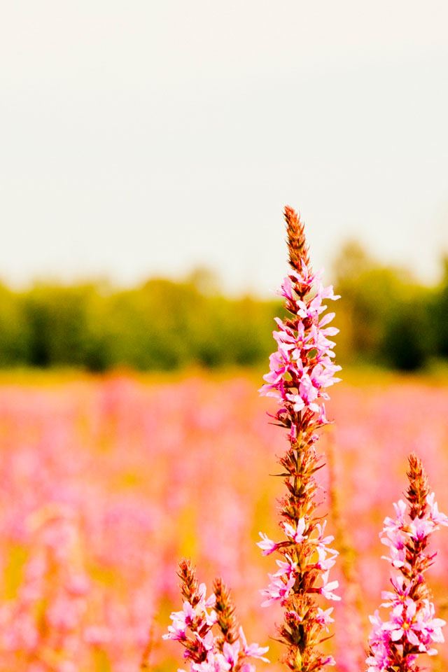 640x960 Unknown Flower  - flower iPhone 4s Wallpaper