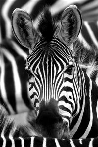 Zebra Face Macro wallpaper