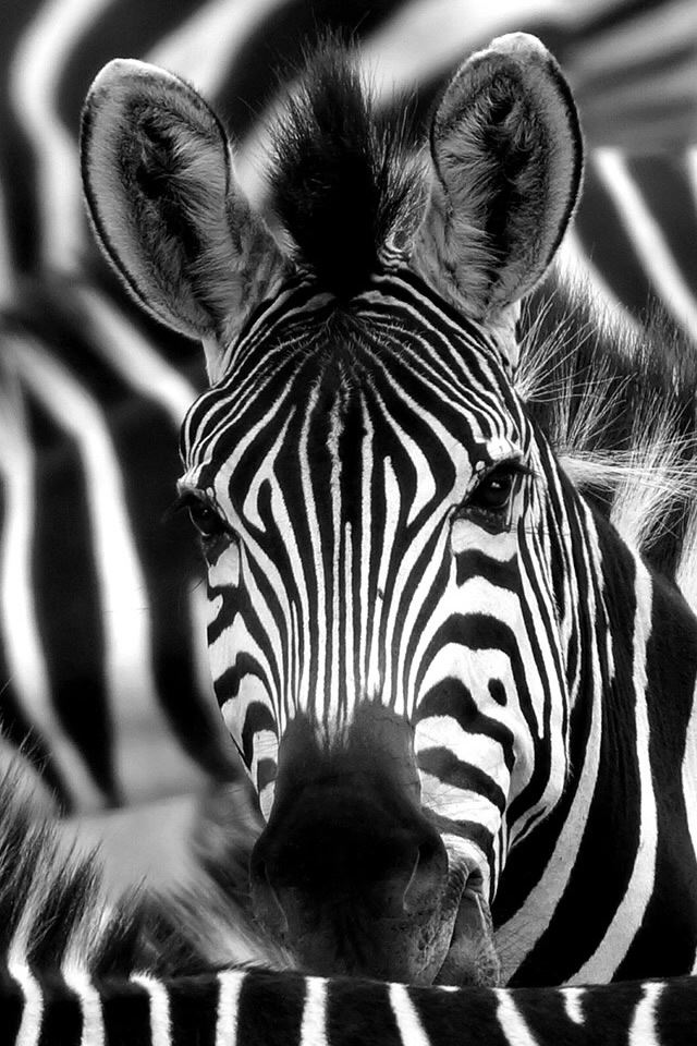 640x960 Zebra Face Macro - animal iPhone 4s Wallpaper