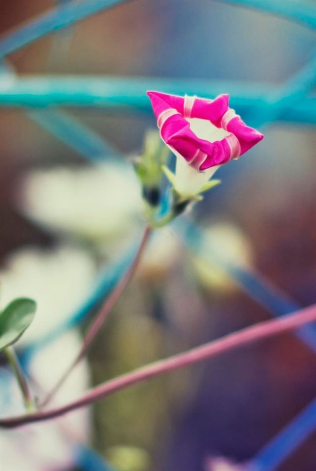 644x960 Withered  - bokeh iPhone 4s Wallpaper