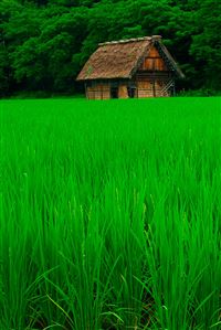 Shirakawa go  wallpaper