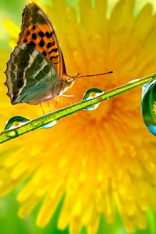 640x960 Macro - sunflower iPhone 4s Wallpaper