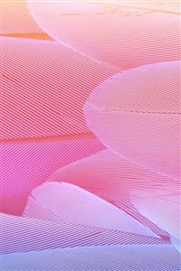 Abstract Pink Feather Texture wallpaper