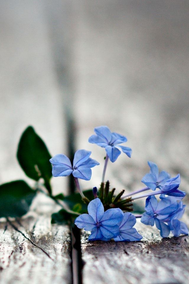 640x960 Blue Flowers  - bokeh iPhone 4s Wallpaper