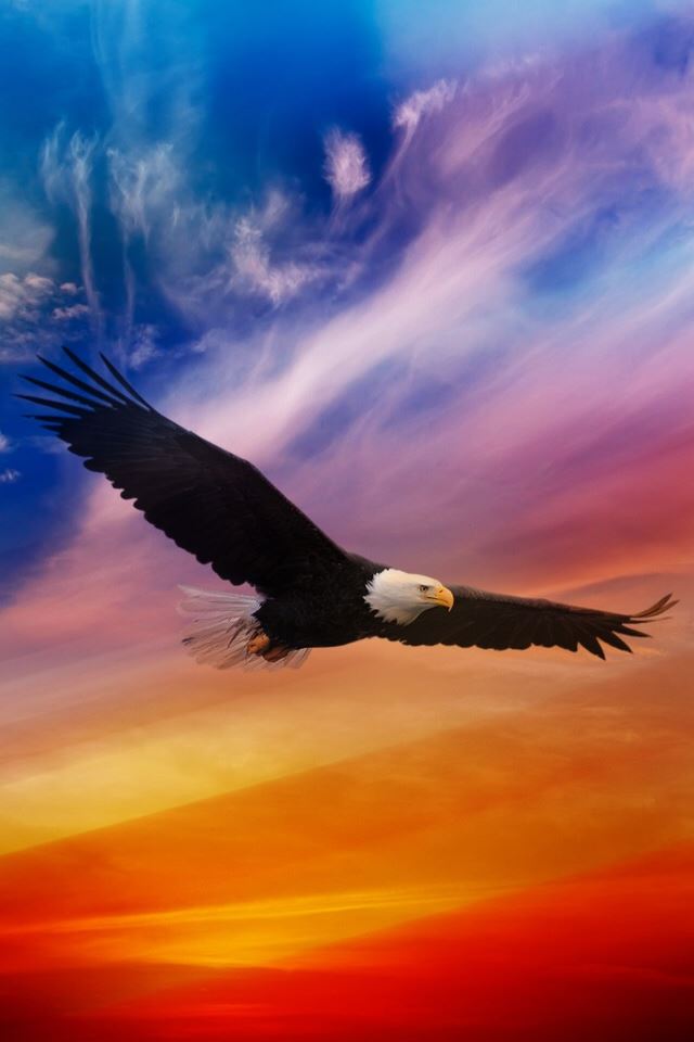 640x960 Flying Eagle - orange iPhone 4s Wallpaper