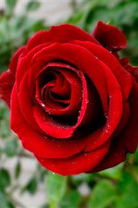 Red roses wallpaper