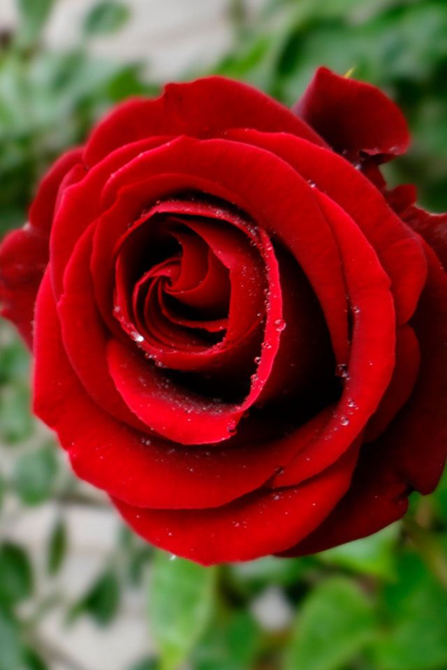 640x960 Red roses - roses iPhone 4s Wallpaper