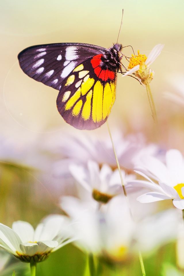 Beautiful Butterfly On Flower iPhone 4s Wallpapers Free Download