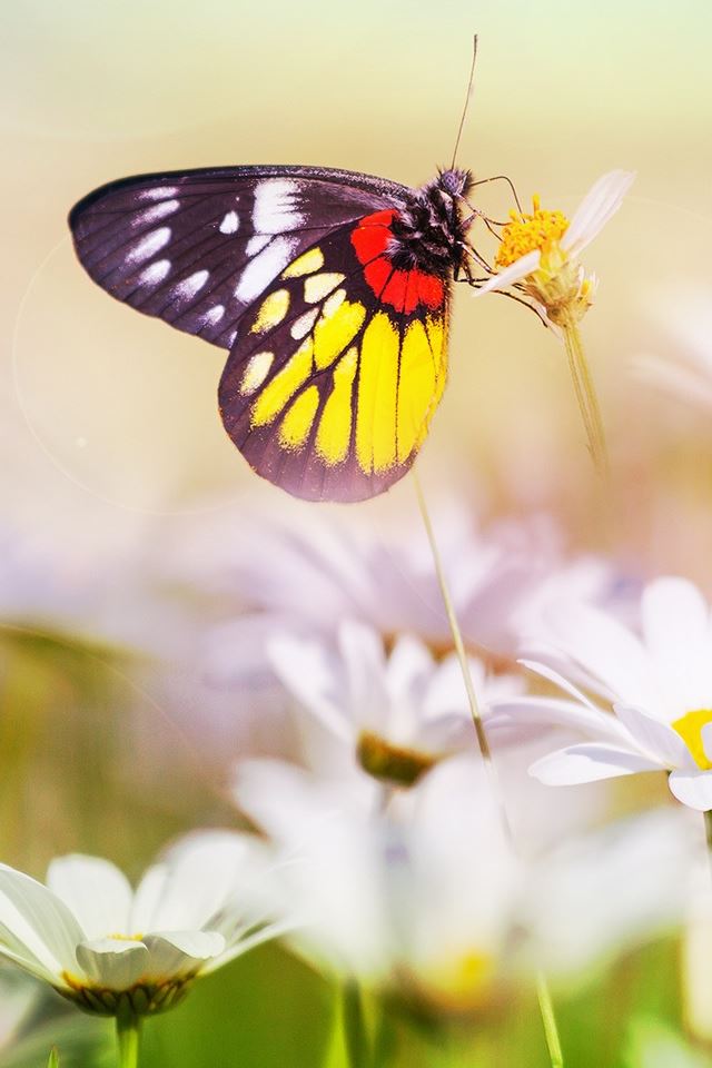 640x960 Beautiful Butterfly On Flower - beautiful iPhone 4s Wallpaper
