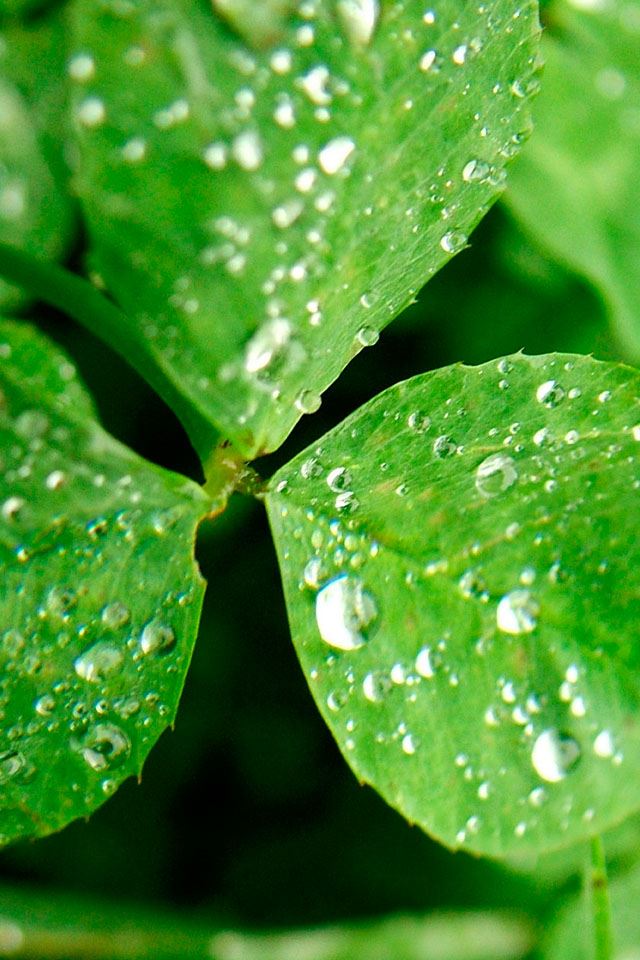 640x960 Clover - background iPhone 4s Wallpaper