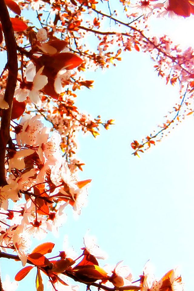 640x960 Cherry blossoms - cherry iPhone 4s Wallpaper