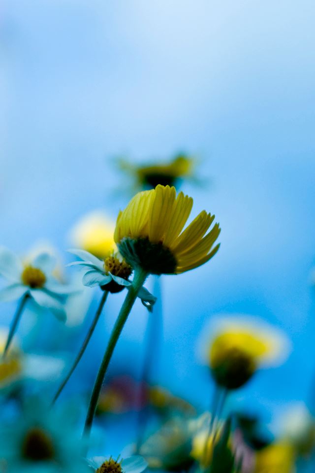 640x960 Natural sunflower - natural iPhone 4s Wallpaper