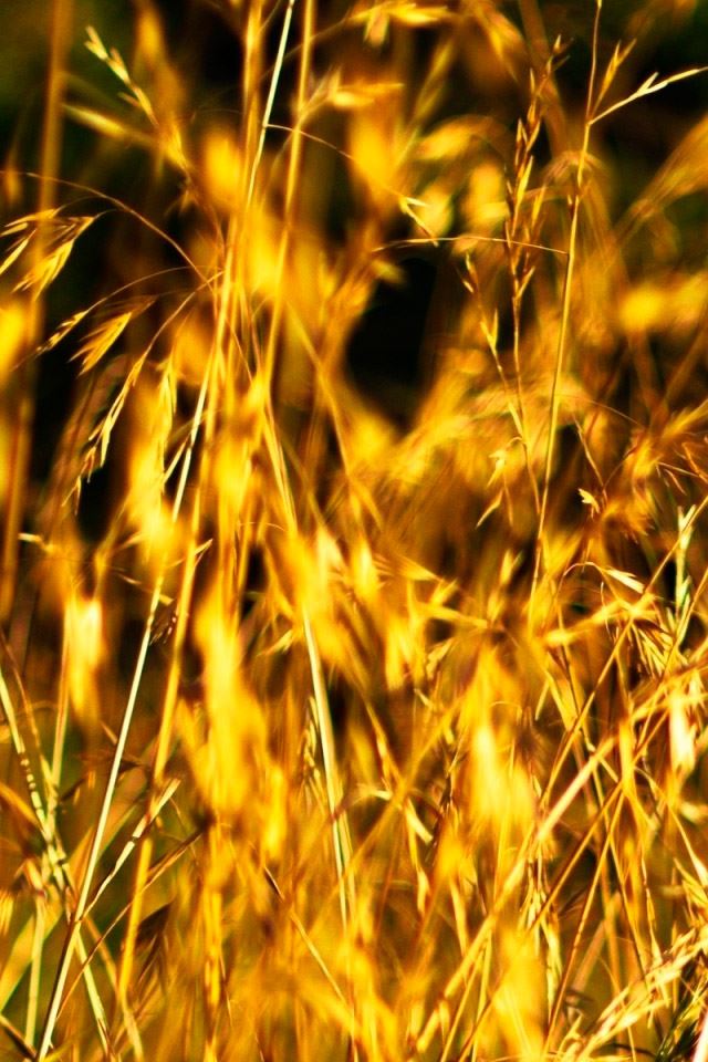 640x960 Grass Ears - grass iPhone 4s Wallpaper