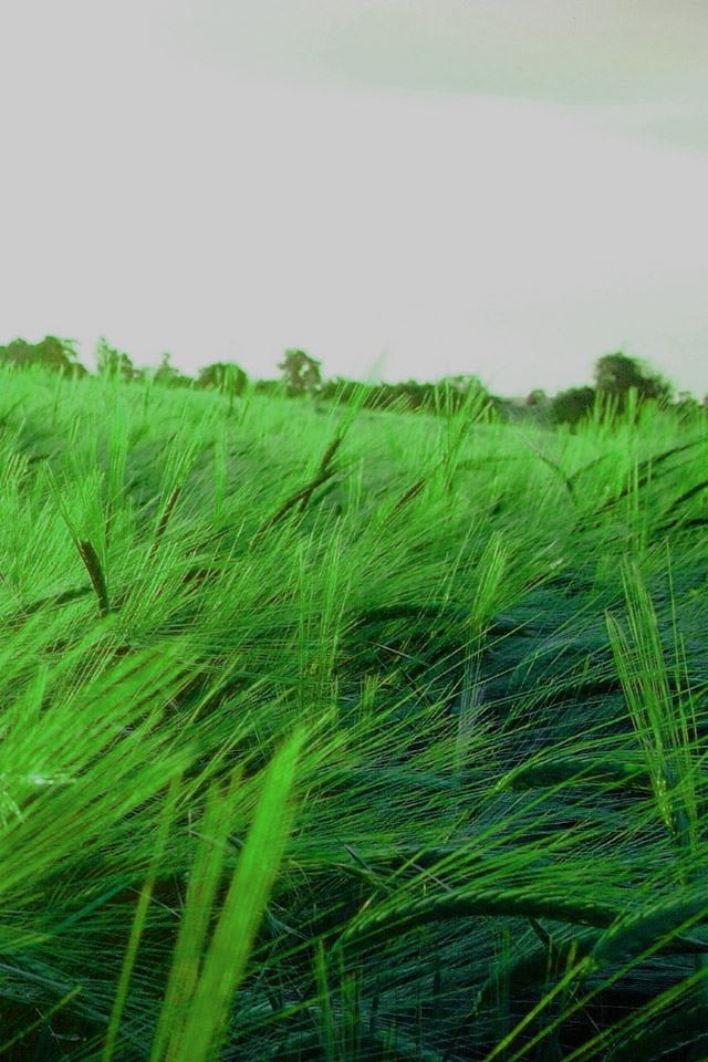 640x960 Green Wheet Reed Fall Field - cyan iPhone 4s Wallpaper
