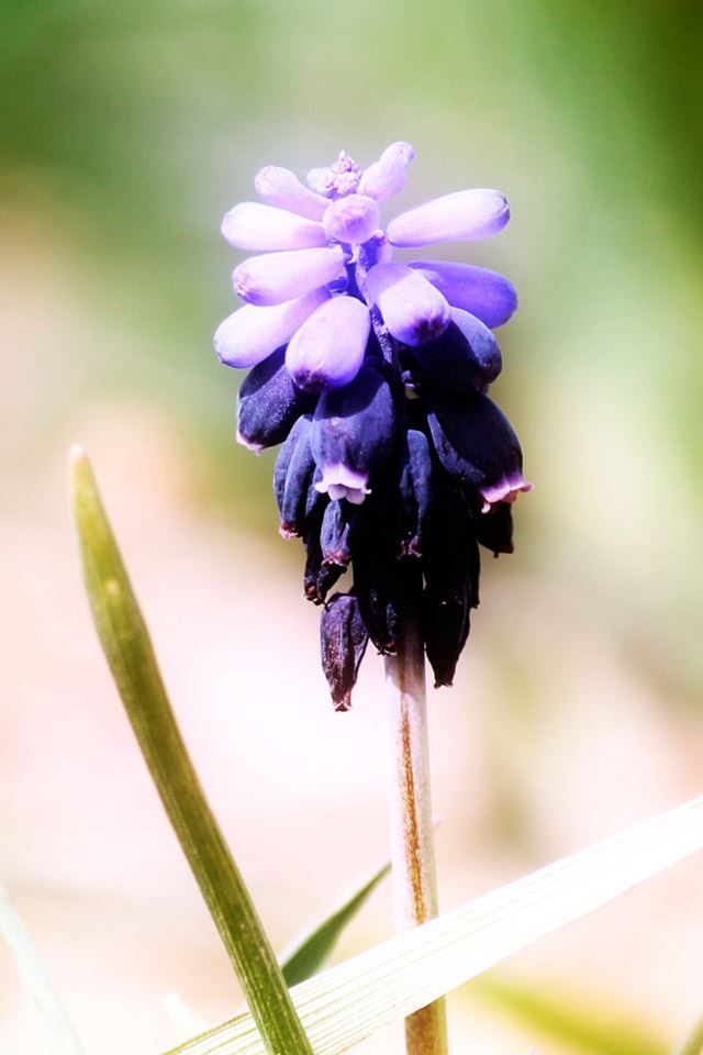 640x960 Iris flowers - bokeh iPhone 4s Wallpaper
