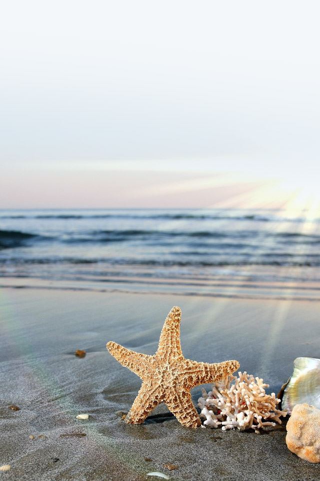 640x960 Starfish On Seaside Beach - seaside iPhone 4s Wallpaper