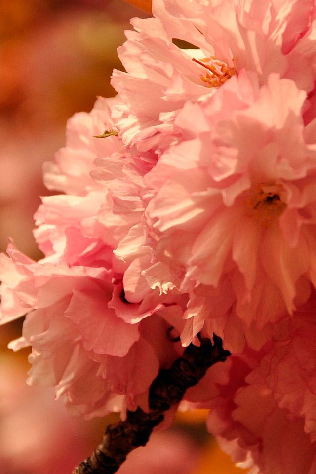 640x960 Pink cherry blossoms - cherry iPhone 4s Wallpaper