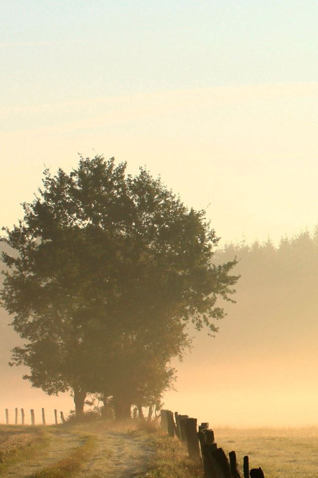 640x960 Foggy morning - tree iPhone 4s Wallpaper