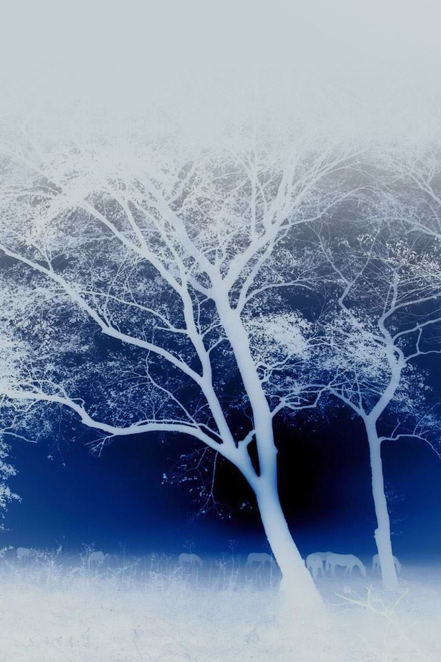 640x960 Evening Forest Walk - evening iPhone 4s Wallpaper