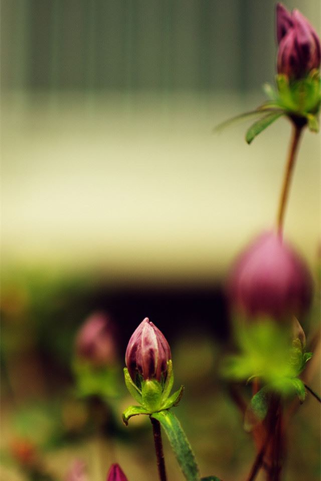 640x960 Korean Bub - brown iPhone 4s Wallpaper