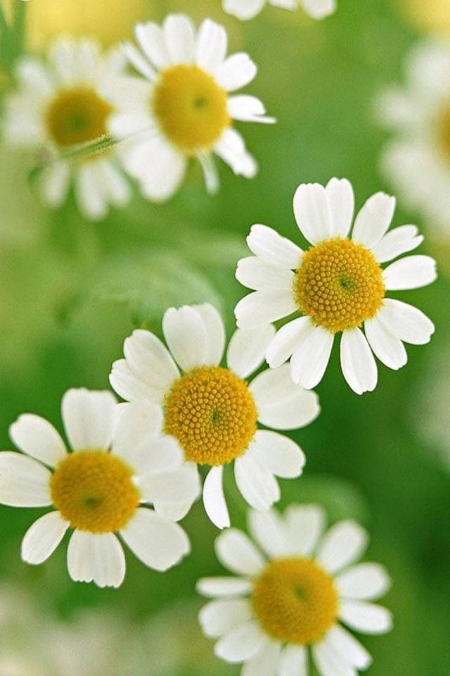 640x960 Little White Daisy Flower Macro - brown iPhone 4s Wallpaper