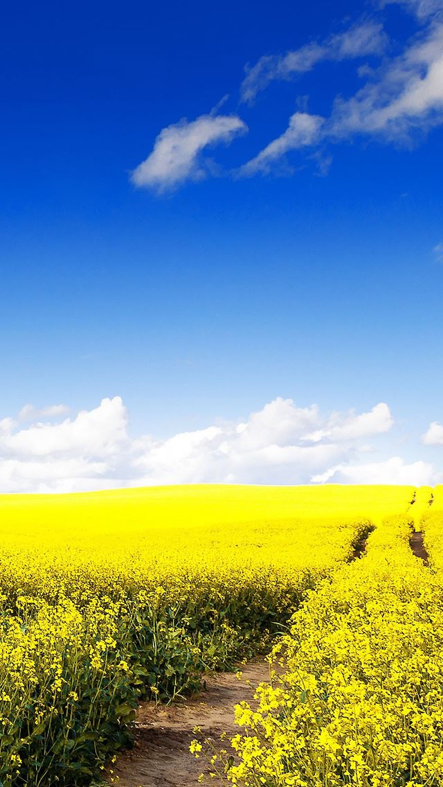 640x1136 Nature Canola Flower Field - brown iPhone 4s Wallpaper