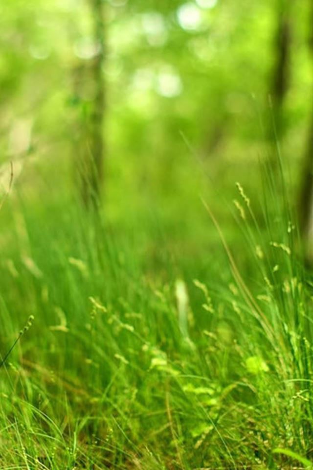 640x960 Forest Grassland Macro - bokeh iPhone 4s Wallpaper
