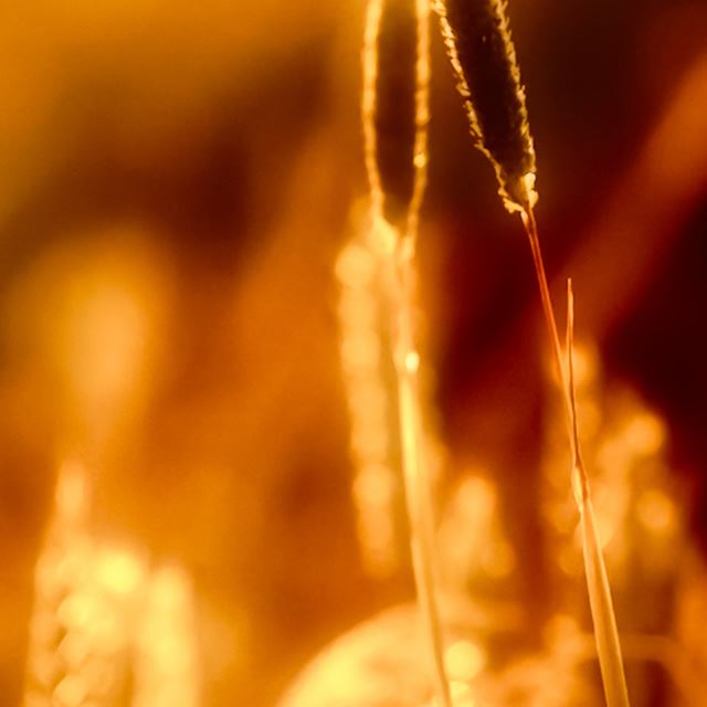 640x960 Weed Plant Under Sunset - sunset iPhone 4s Wallpaper