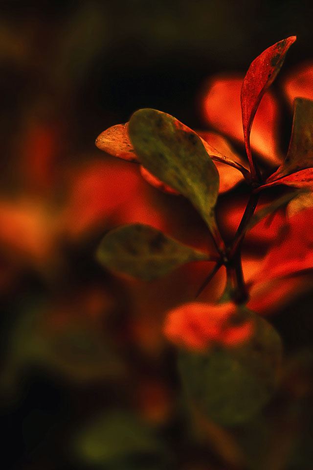 640x960 Red Plant Leaf Nature - macro iPhone 4s Wallpaper