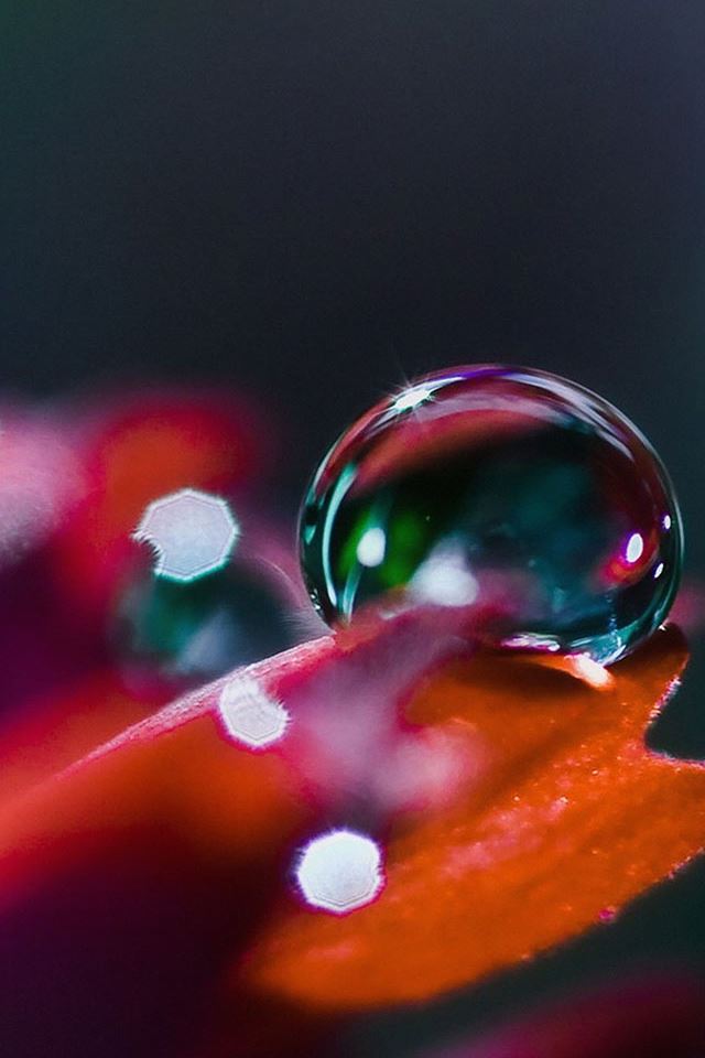 640x960 Raindrop Nature Bokeh - macro iPhone 4s Wallpaper