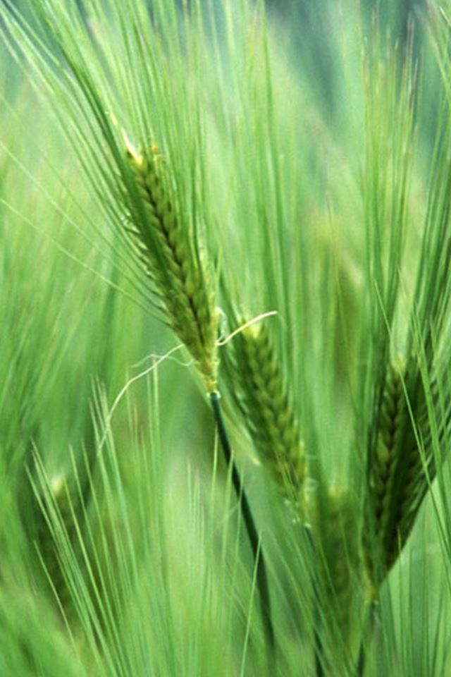 640x960 Nature Green Wheat - plant iPhone 4s Wallpaper