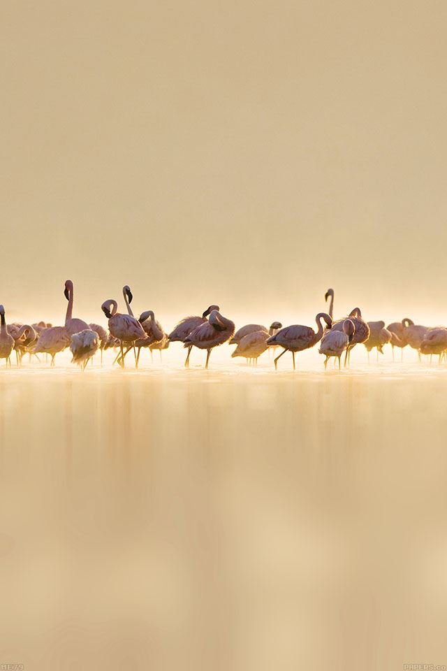 640x960 Flamingos Peace Animal Nature Birds - bird iPhone 4s Wallpaper