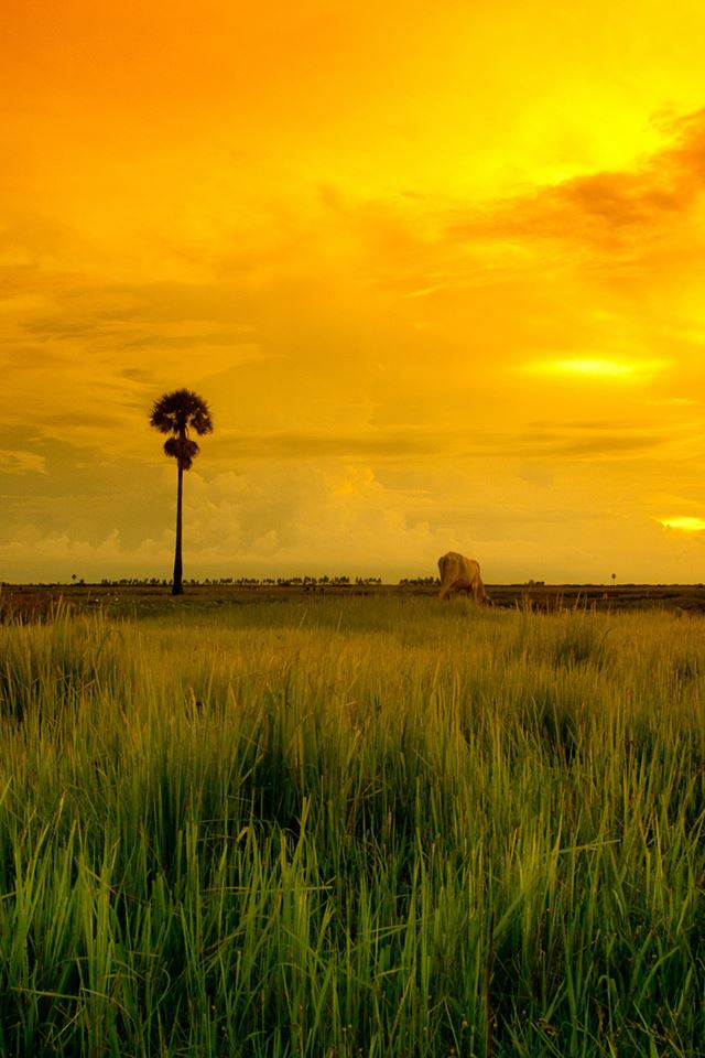 640x960 Beautiful Grassland Yellow Sunset - elephant iPhone 4s Wallpaper