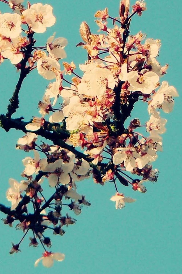 640x960 Cyan Sky Blossom - blossom iPhone 4s Wallpaper